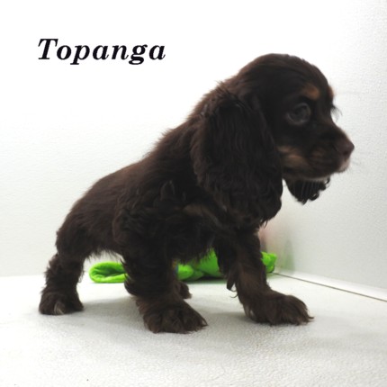 puppy, for, sale, Cocker Spaniel, Joe & Cherri  Overlease, dog, breeder, Miller, MO, dog-breeder, puppy-for-sale, forsale, nearby, find, puppyfind, locator, puppylocator, aca